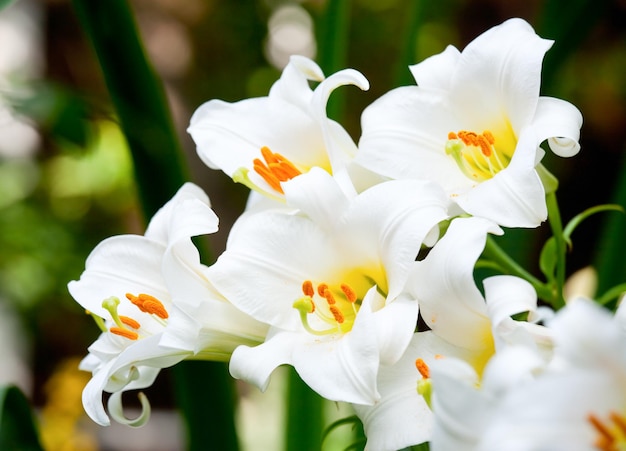 Il giglio bianco di Pasqua fiorisce in un DOF poco profondo del giardino