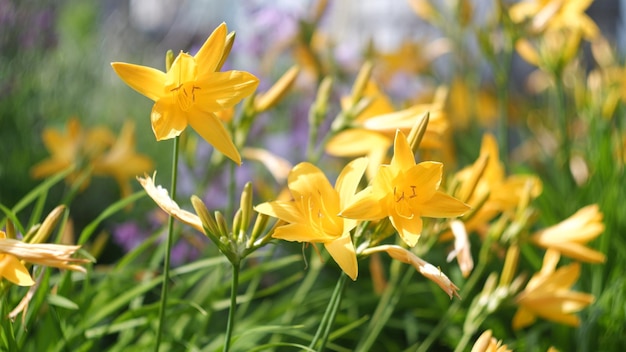 Il giglio giallo fiorisce nel giardino estivo in campagna