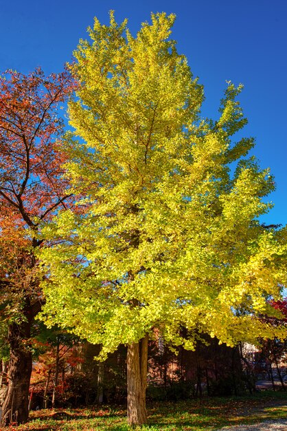 Il ginkgo biloba lascia il giallo brillante sull'albero del ramo con cielo blu durante il giorno