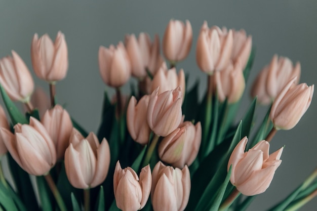 Il giorno di San Valentino o la festa della mamma fiori di tulipano color albicocca