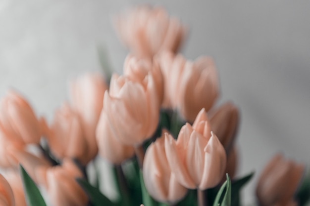 Il giorno di San Valentino o la festa della mamma fiori di tulipano color albicocca