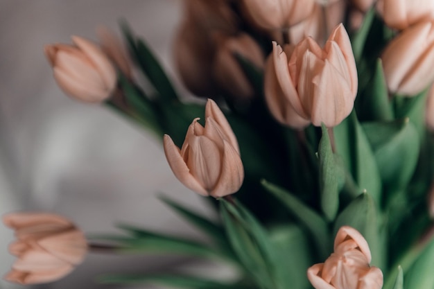 Il giorno di San Valentino o la festa della mamma fiori di tulipano color albicocca