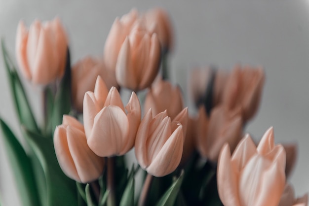 Il giorno di San Valentino o la festa della mamma fiori di tulipano color albicocca