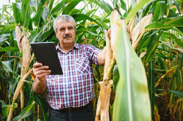 Il giovane agricoltore esamina i semi di mais nei campi di mais durante il raccolto