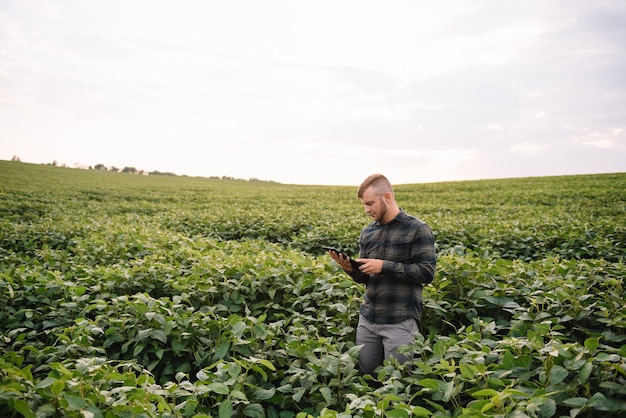 Il giovane agronomo tiene il computer touch pad tablet nel campo di soia ed esamina le colture prima della raccolta. concetto di agroalimentare. ingegnere agricolo in piedi in un campo di soia con un tablet in estate