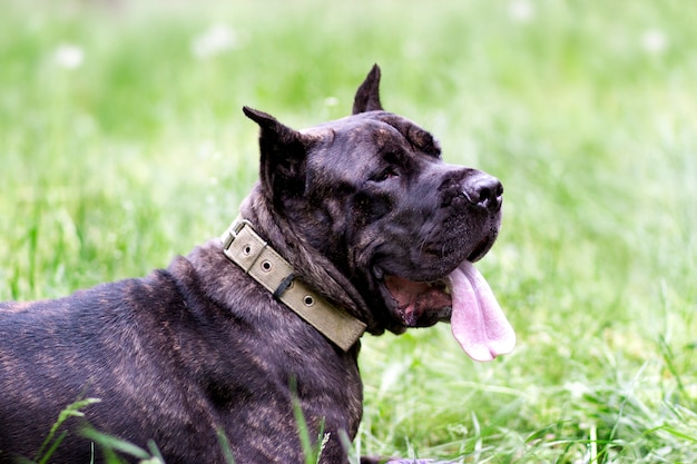 Il giovane cane Cane Corso Italiano si trova sull'erba verde all'aperto. La razza di un grosso cane. Stagione estiva