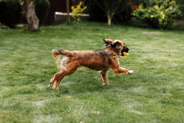 Il giovane cane giocoso e sportivo corre al campo del parco estivo con il giocattolo in bocca