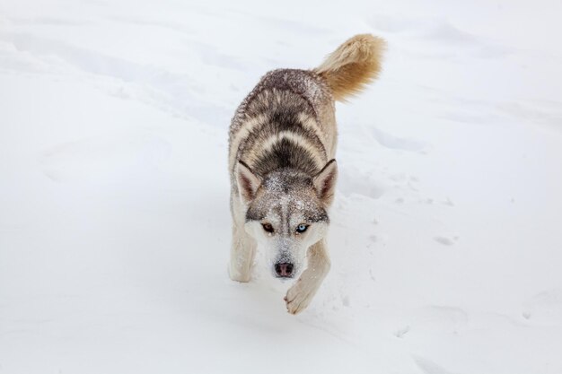 Il giovane cane husky siberiano corre e si diverte nella neve profonda dopo ah