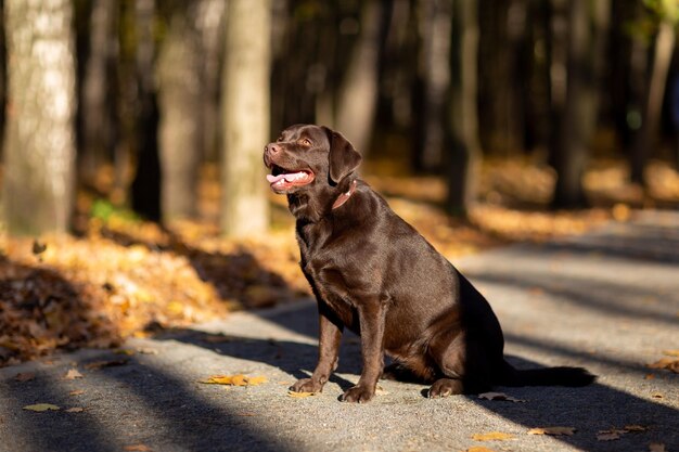 il giovane cane Labrador retriever di colore cioccolato è seduto