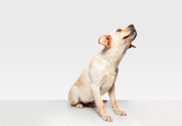 Il giovane cane Labrador sta posando. Carino cagnolino o animale domestico bianco-braun sta giocando e sembra felice isolato su sfondo bianco. Servizio fotografico in studio. Concetto di movimento, movimento, azione. Spazio negativo.