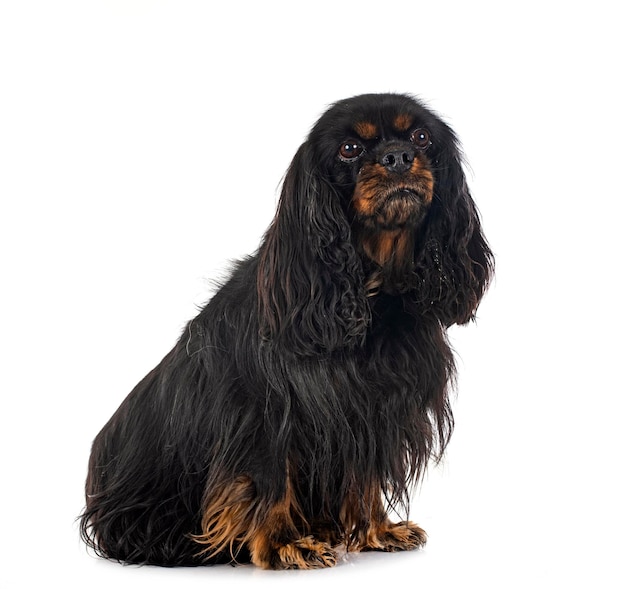 Il giovane Cavalier King Charles