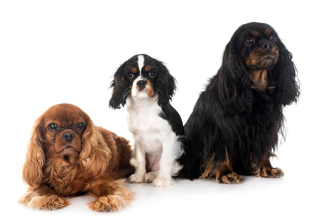 Il giovane Cavalier King Charles