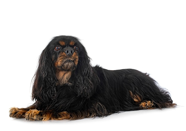 Il giovane Cavalier King Charles