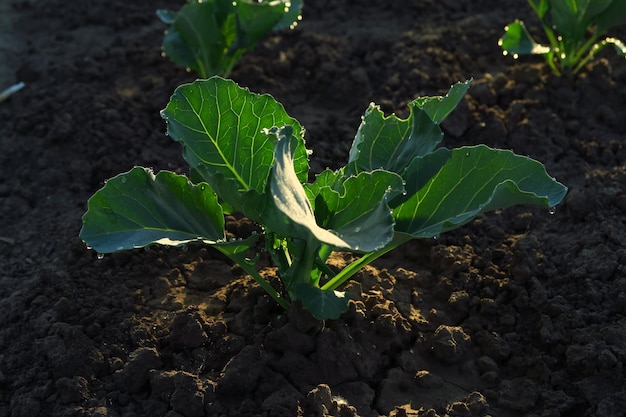 il giovane cavolo cresce nel giardino dopo l'irrigazione