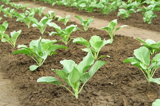 il giovane cavolo verde cresce nell'orto di un'azienda agricola