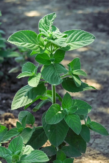 il giovane cespuglio di menta verde cresce nel giardino di coltivazione del concetto di piante medicinali