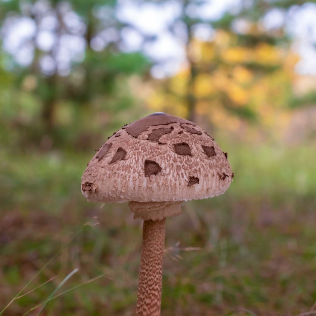 Il giovane fungo ombrello cresce nella forestaMacrolepiota procera