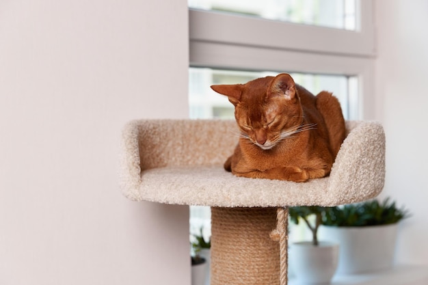 Il giovane gatto abissino si trova alla torre bellissimo animale domestico a pelo corto di razza