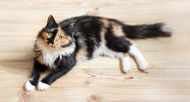 Il giovane gatto arancio-nero-bianco di tre colori sveglio sta trovandosi sul pavimento di legno. Animali preferiti. Vista dall'alto. Focus sul muso del gatto.