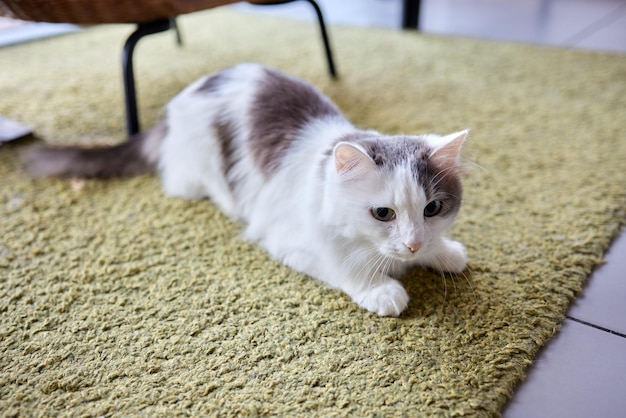 Il giovane gatto bianco si siede comodamente su un tappetino di gomma sul pavimento della casa Vista dall'alto dei capelli in tonalità argento di blu sdraiati e di lato