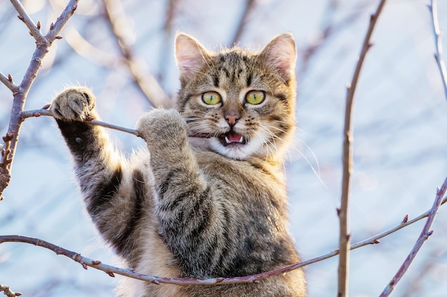 Il giovane gatto in giardino su un albero rosicchia un ramo