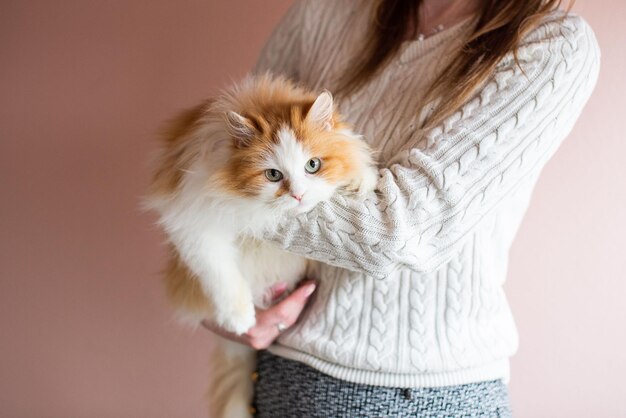 Il giovane gatto persiano lanuginoso sveglio si siede nelle mani di una donna