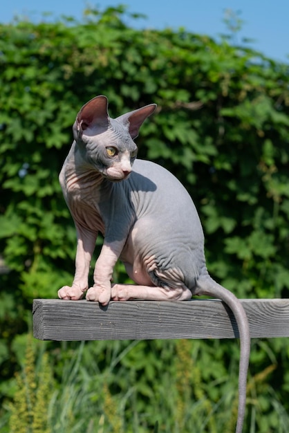 Il giovane gatto sphynx canadese blu e bianco si siede in alto sulla traversa all'aperto coda che penzola guardando indietro