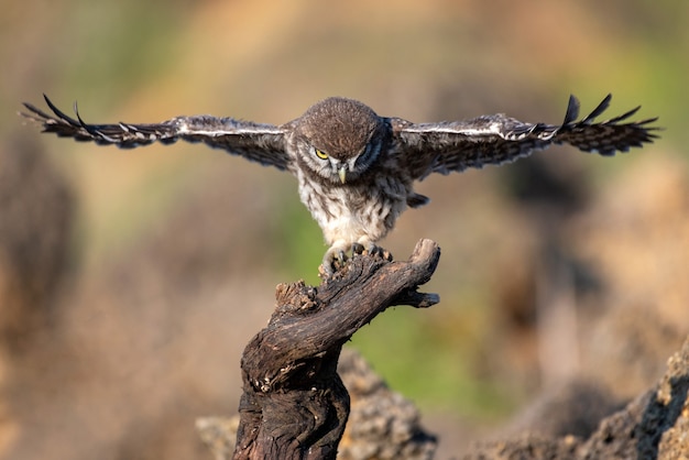 Il giovane gufo Athene noctua sta volando