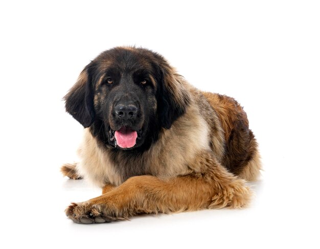 Il giovane Leonberger in studio