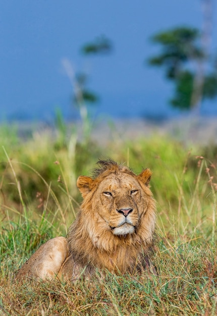 Il giovane leone maschio sta trovandosi nell'erba nella savana. Parco nazionale di Masai Mara. Parco nazionale del Serengeti.