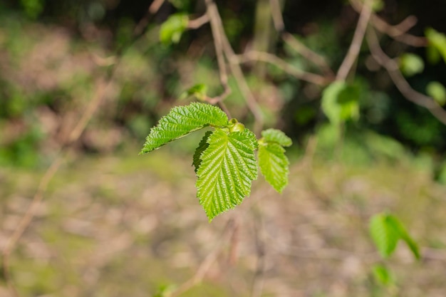 Il giovane nocciolo verde primaverile lascia il corylus avellana sul ramo dell'albero in una soleggiata vigilia di primavera...