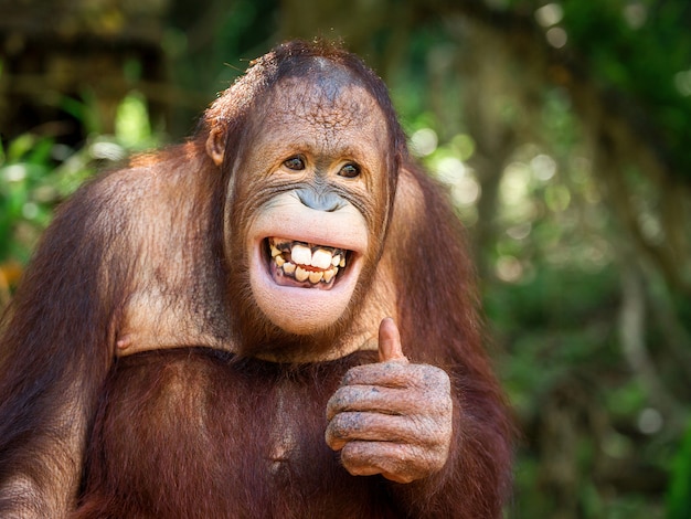 Il giovane orangutan sorrise e si comportò come.