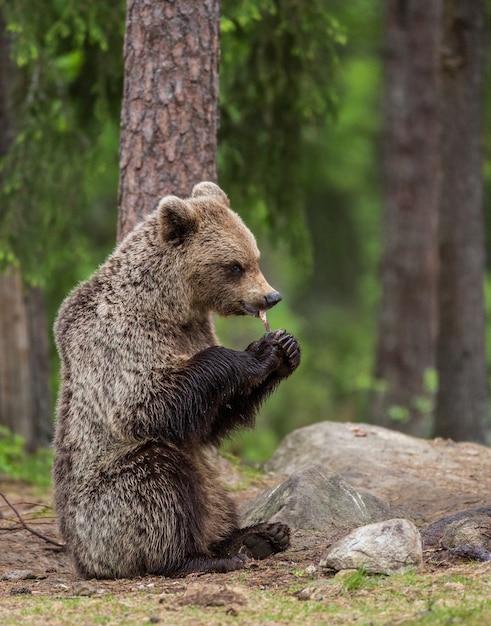 Il giovane orso è seduto per terra nella foresta e mangia pesce