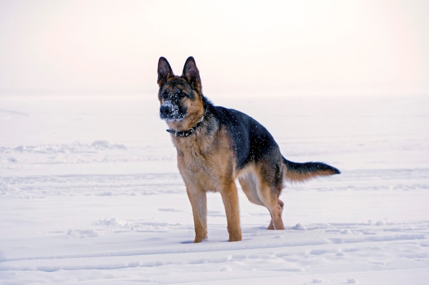 Il giovane pastore dell'Europa orientale del cane con un naso innevato, sta nella neve