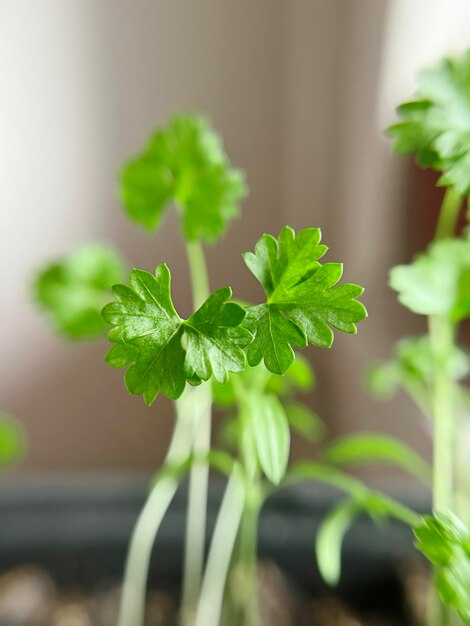 Il giovane prezzemolo verde cresce sul davanzale della finestra dell'appartamento