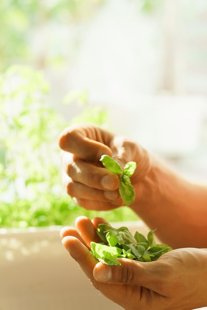 Il giovane raccoglie le foglie di basilico fresche coltivate in casa e le tiene in mano