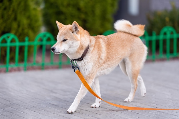 Il giovane Shiba Inu a passeggio con il proprietario Guinzaglio arancione Sullo sfondo c'è un basso recinto verde