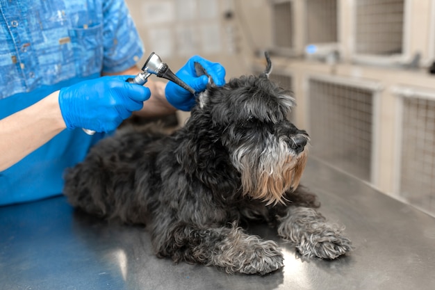 Il giovane tecnico veterinario controlla le sue orecchie pazienti