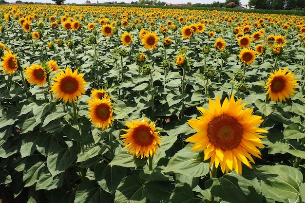 Il girasole agricolo helianthus è un genere di piante della famiglia delle asteracee