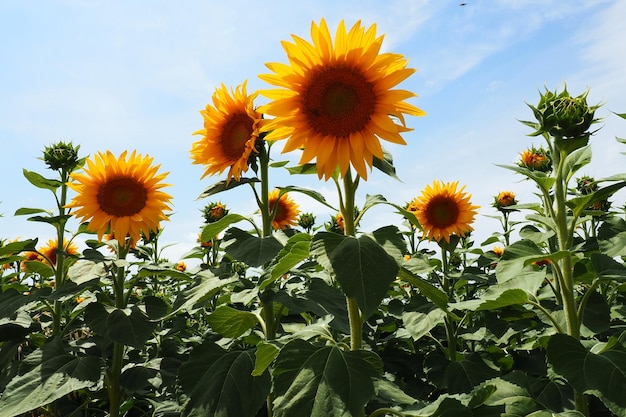 Il girasole agricolo helianthus è un genere di piante della famiglia delle asteracee