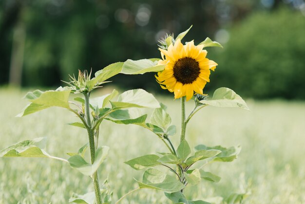 Il girasole decorativo cresce in estate in una giornata di sole