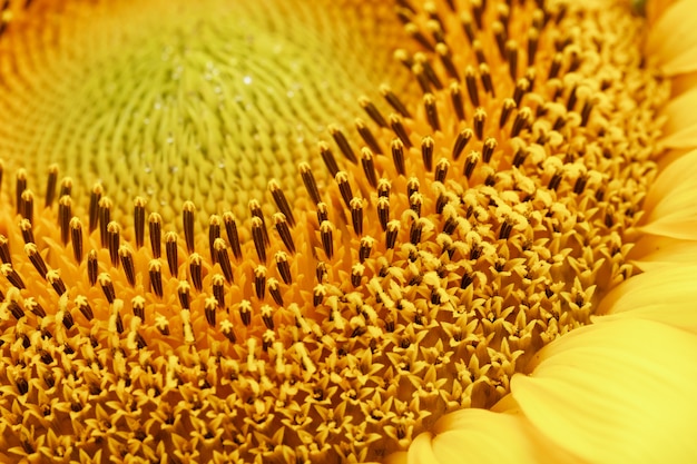 Il girasole fiorisce il primo piano naturale dello sfondo.