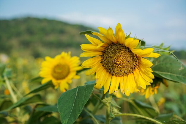 Il girasole Helianthus annuus è una pianta annuale vivente della famiglia delle Asteraceae