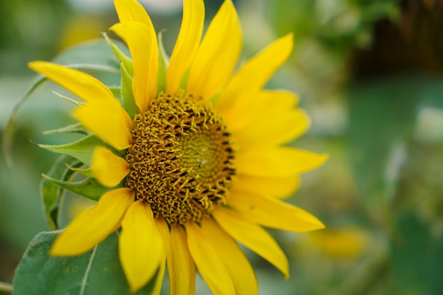 Il girasole Helianthus annuus è una pianta annuale vivente della famiglia delle Asteraceae