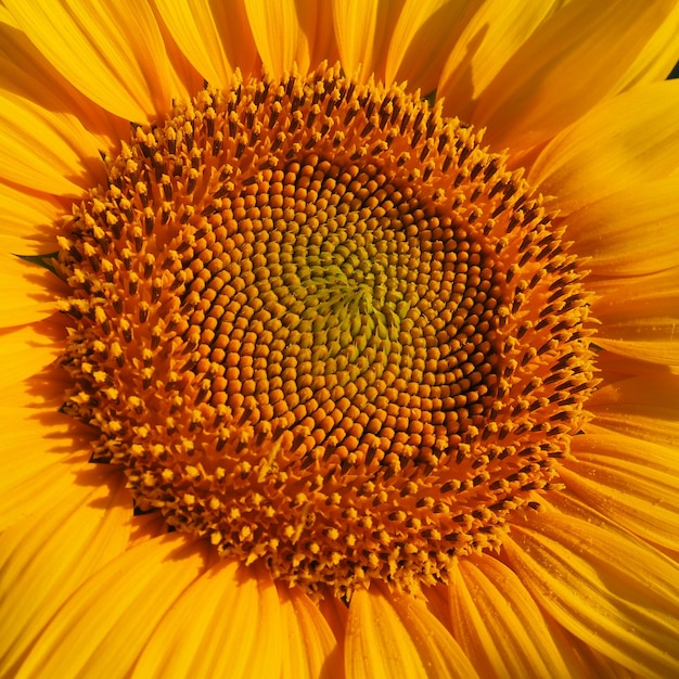 Il girasole Helianthus è un genere di piante della famiglia delle Asteraceae Girasole annuale e girasole tuberoso Campo agricolo Germoglio in fiore con petali gialli Foglie pelose Serbia agricoltura