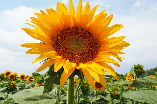 Il girasole Helianthus è un genere di piante della famiglia delle Asteraceae Girasole annuale e girasole tuberoso Campo agricolo Germoglio in fiore con petali gialli Foglie pelose Serbia agricoltura