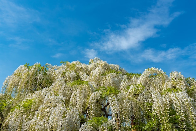 Il glicine bianco fiorisce il traliccio degli alberi in primavera