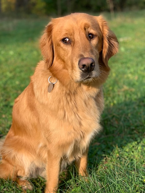 Il golden bright retriever si guarda tristemente intorno seduto sul campo