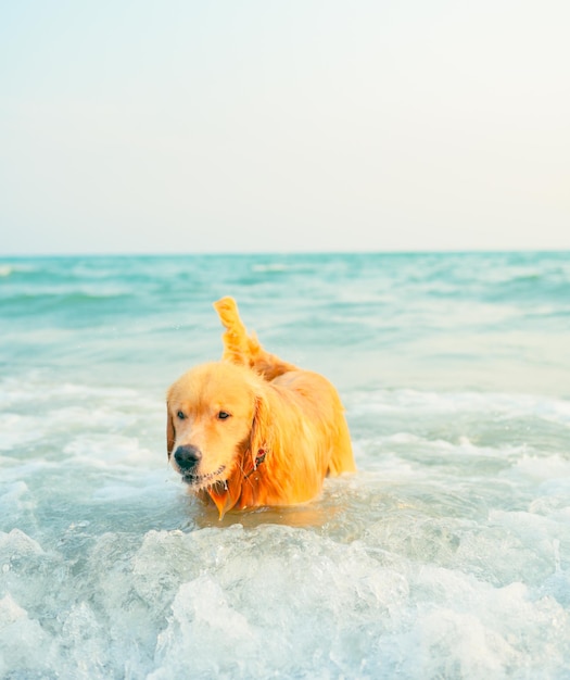 Il golden retriever che gioca nell'acqua sulla spiaggia si riproduce durante le vacanze estive