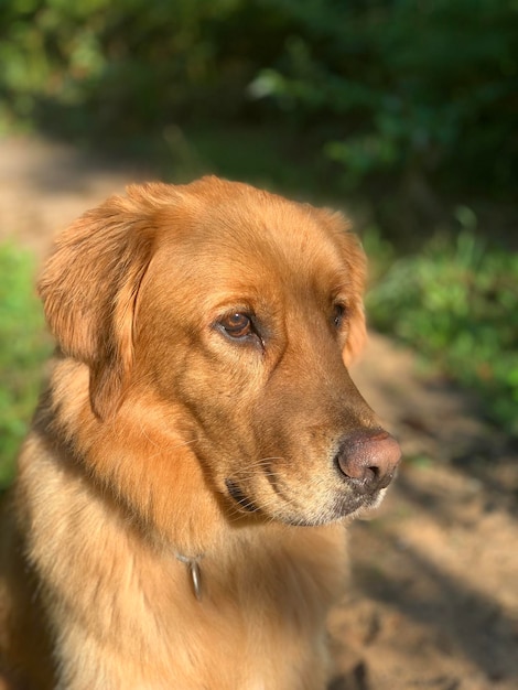 Il golden retriever del cane ha pensato alla vita al sole nella foresta